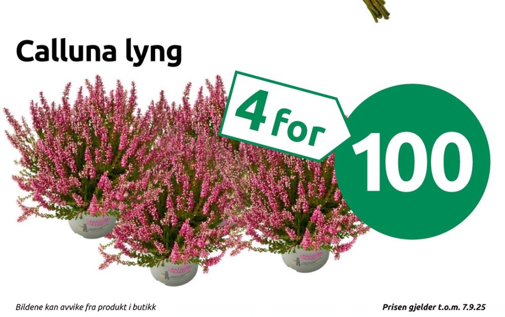 Ukjent, Plante