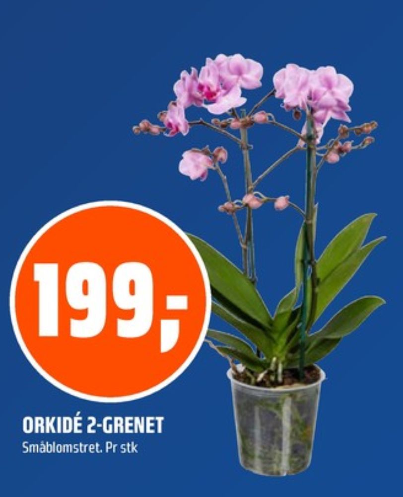 Ukjent, Plante