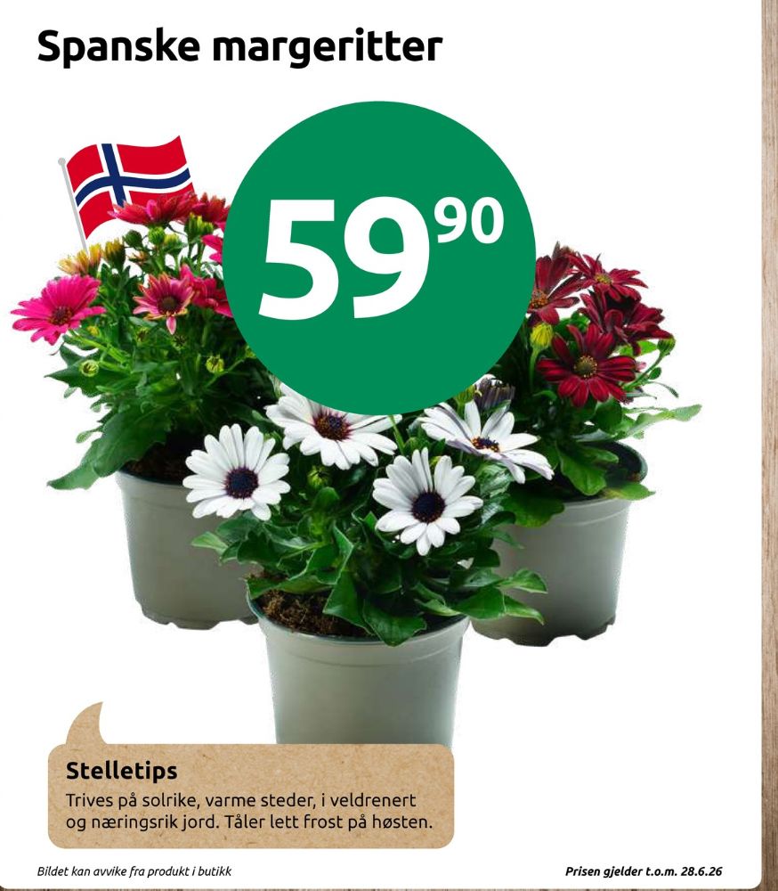 Ukjent, Plante