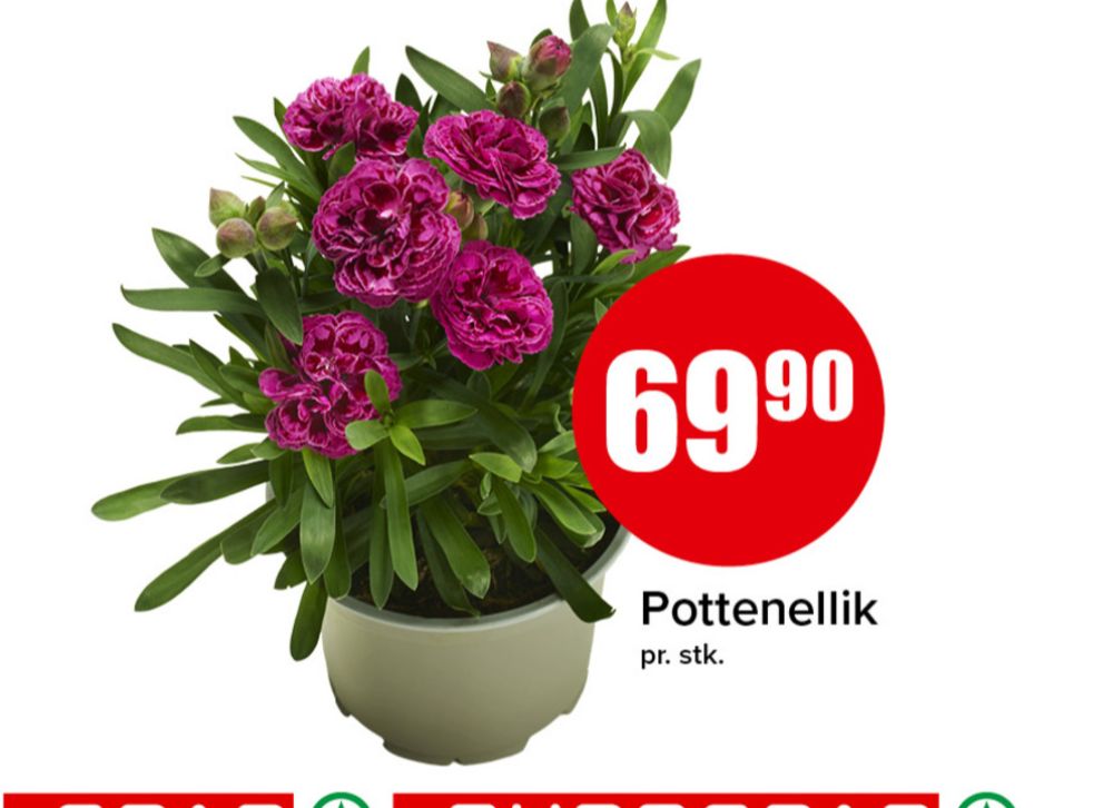 Ukjent, Plante