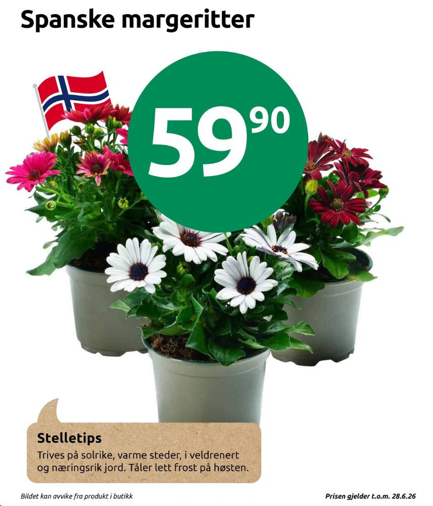 Ukjent, Plante