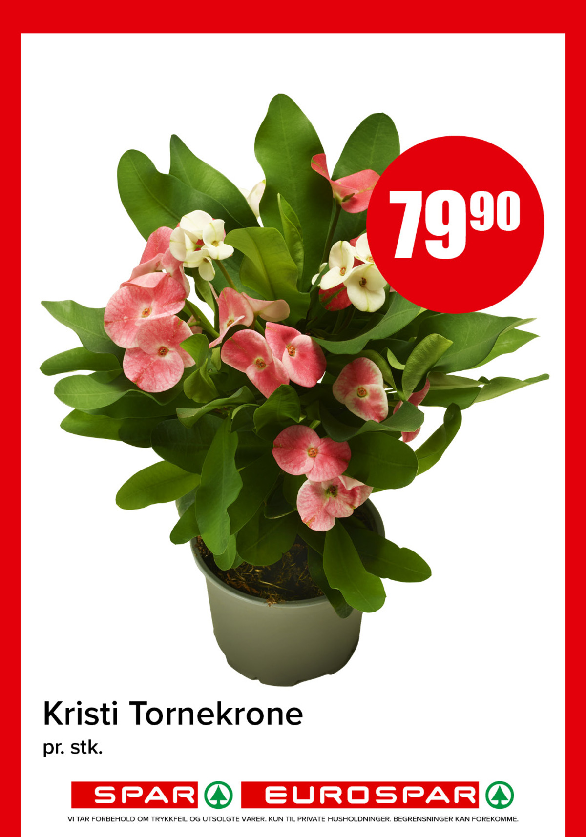 Se Spar - Eurospar kundeavis for uke 32 på Tilbudsuken.no. Se gode tilbud på mange varer, f.eks. plante ukjent eller andre varer. Les kundeavisen her! Side 11