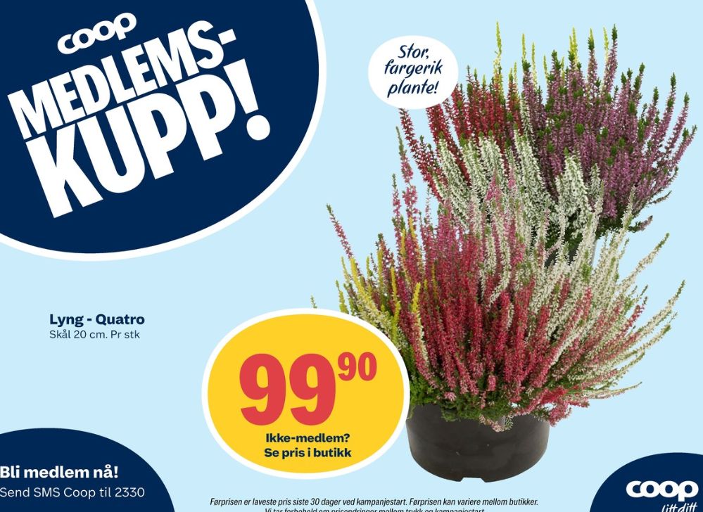 Ukjent, Plante