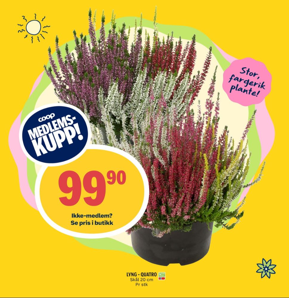 Ukjent, Plante