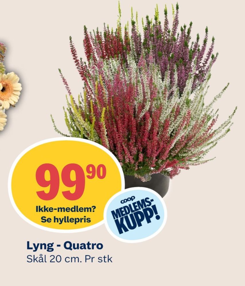 Ukjent, Plante