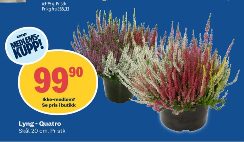 Ukjent, Plante